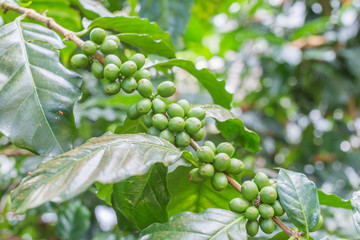 Coffee beans on the branch in coffee plantation farm on Northern mountain Thailand.