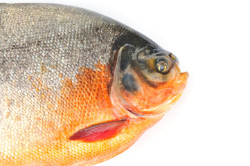 White pomfret on a white background
