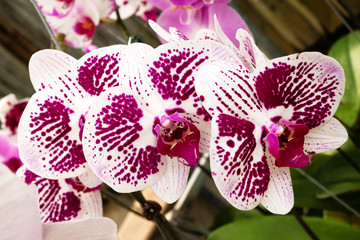 Three purple and white orchids on a branch closeup in on a flower market.