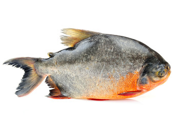 White pomfret on a white background