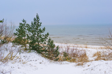 beach dunes with trees in winter
