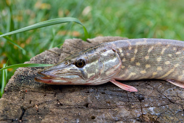 Freshwater pike fish lies on a wooden hemp..