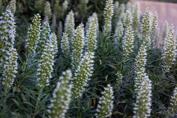 Tajinaste flower (Echium decaisnei) endemic of Gran Canaria island.