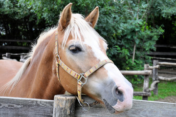 Fototapeta premium A horse with a white mane is standing in the paddock.