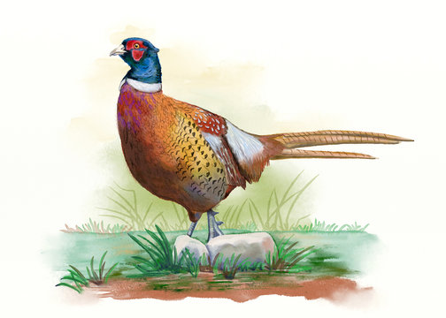 Male pheasant, digital watercolor.
