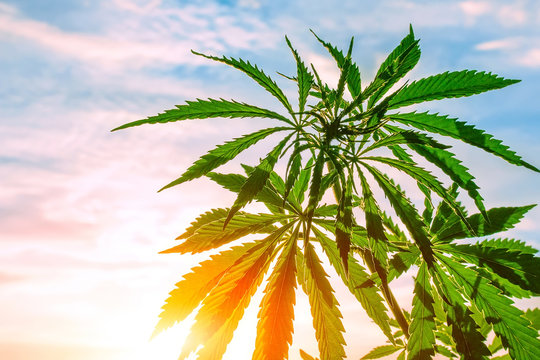 Marijuana, cannabis, flowering plant as medicinal medicine, grass in sunset sunlight