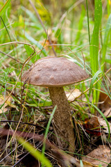 Close up view of brown cap boletus growing in forest.