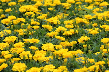 Belezas naturais Jardim Botânico Curitiba