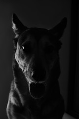 portrait of a sheepdog black and white. side contour light.