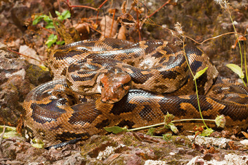 Indian rock python, Python molurus, Barnawapara WLS