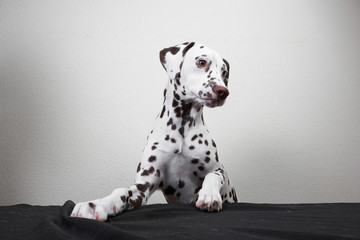 a Dalmatian dog leans his legs on a table against a white wall background. young cute dog. looking away