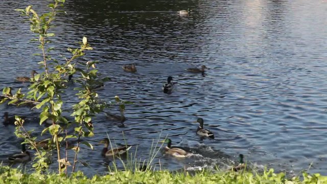 Spring. Ducks on the lake
