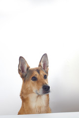 dog with raised ears portrait on white background, in front of white table.