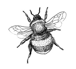 Bumblebee insect hand draw illustration