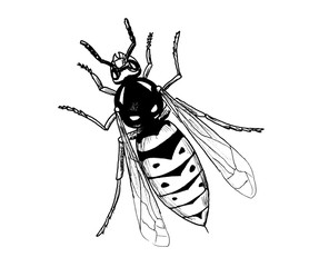 Vasp insect hand draw illustration