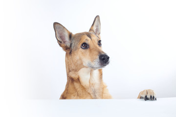 dog shepherd with paw on a table white on a white background. looking away.