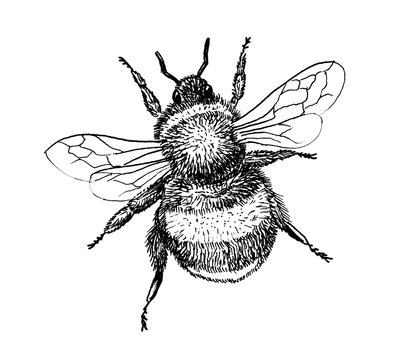 Bumblebee insect hand draw illustration