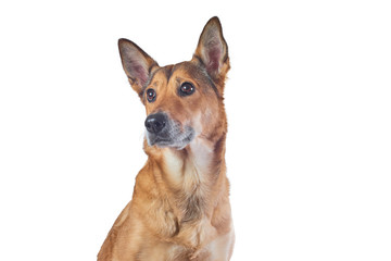 portrait of a sheepdog pectoral, young cute.