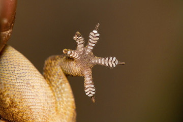 Obraz premium Leaf toed gecko, Hemidactylus parvimaculatus, Udanti Tiger Reserve, Chhattisgarh