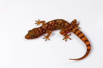 Naklejka premium Leaf toed gecko, Hemidactylus parvimaculatus, Udanti Tiger Reserve, Chhattisgarh