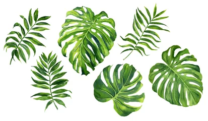 Fotobehang Tropische bladeren Realistische tropische botanische bladplanten. Set van tropische bladeren: groene palm neanta, monstera. Handgeschilderde aquarel illustratie geïsoleerd op wit.