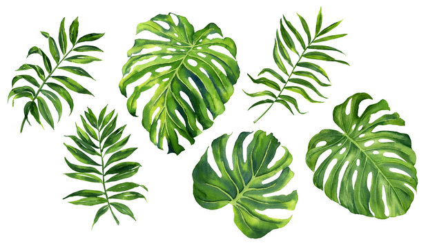 Realistic tropical botanical foliage plants. Set of tropical leaves: green palm neanta, monstera. Hand painted watercolor illustration isolated on white.