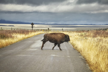Young American bison crosses a road in Grand Teton National Park, Wyoming, USA.