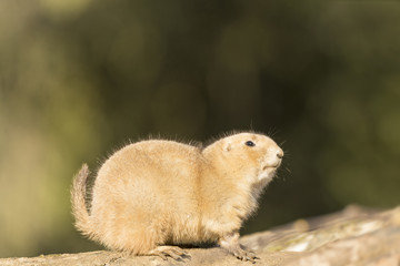 Black tailed prairie dog_000000899517_4