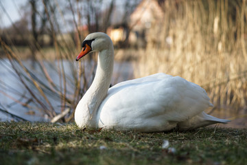 A large white swan (Cygnus olor) sits on the shore of a pond.