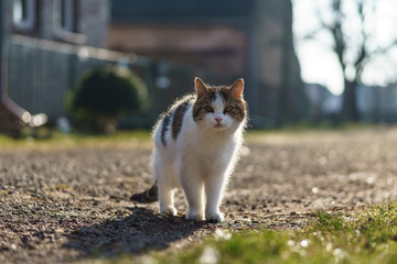 Naklejka na ściany i meble A village cat in the courtyard in the backlight.