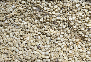 Raw coffee beans closeup