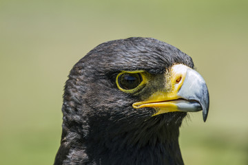 birds of prey
