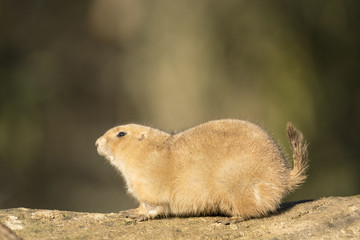 Black tailed prairie dog_000000899517_1