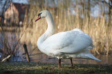 A large white swan (Cygnus olor) sits on the shore of a pond.