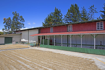 Coffee farm with drying beans