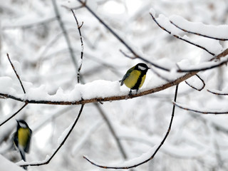 Tomtits sits on frozen tree branch in snowy winter forest
