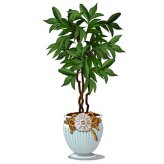 Green bush with leaves in decorative white pot. Image in cartoon style isolated on white background. Vector illustration of house plant for decorating interior