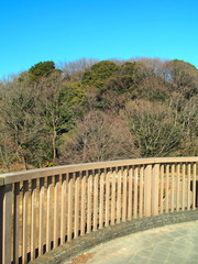 橋の上から見る早春の森風景