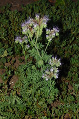 Phacelia tanacetifolia (Lacy Phacelia) - Фацелия пижмолистная
