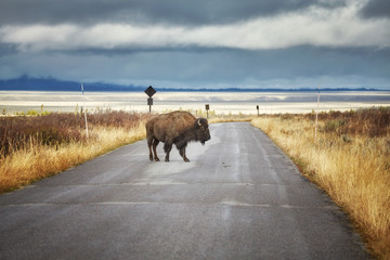 American bison on a road in Grand Teton National Park, Wyoming, USA.