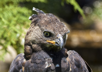 birds of prey
