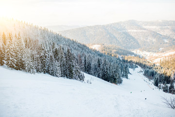 Landscape view on the beautiful Carpathian mountains with ski slope and fir forest during the sunny weather