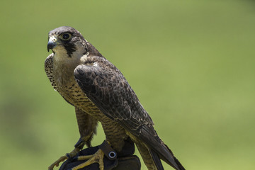 birds of prey