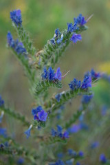 Obraz premium Echium vulgare L. - Синяк обыкновенный