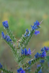 Echium vulgare L. - Синяк обыкновенный