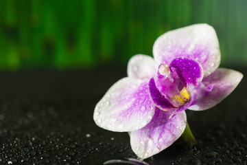Fototapeta na wymiar Pink orchid with water drops , green bamboo background