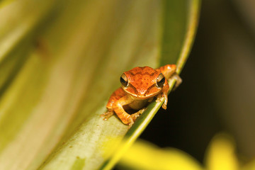 Tree frog, Polypedates sp., Barnawapara WLS, Chhattisgarh