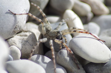 Spinne Isar