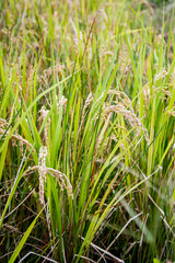 rice field