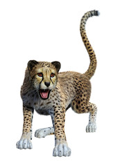 3D Rendering Big Cat Cheetah on White